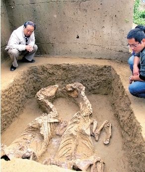 陕西首次发现两千年前闻名中国的大型戎人墓地(图)