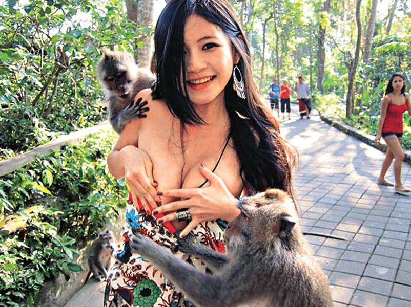 印尼峇里岛猴子抢食非礼辣妹女游客 扯下胸部衣衫(高清)