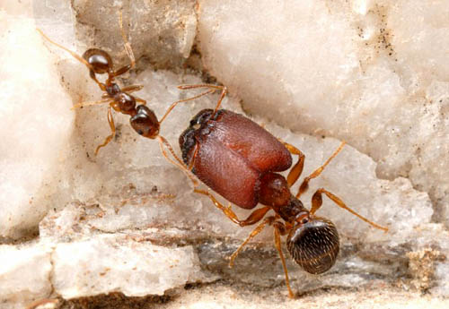 加拿大科学家培育出头大脖子粗"巨兽蚂蚁"(图)