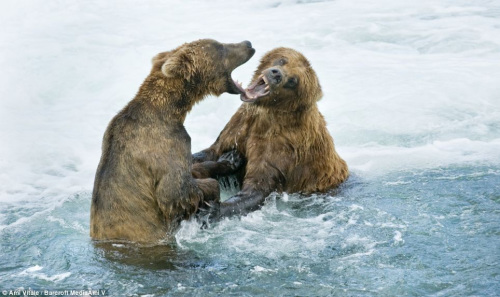 灰熊缺少食物下河捕鱼 动作敏捷场面壮观(组图)