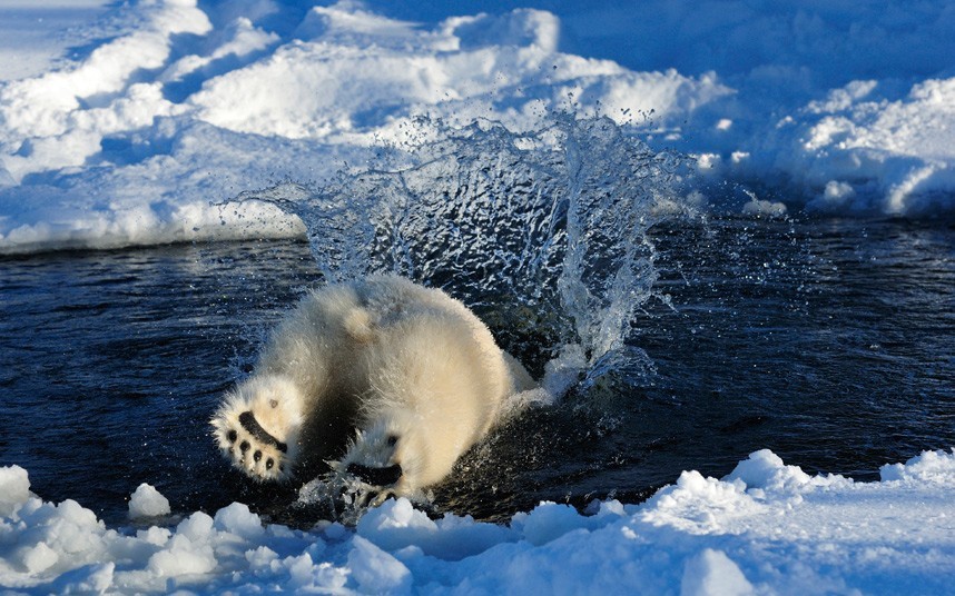 北极熊结束冬眠焕发活力：笨重的身体溅起巨大水花(组图)