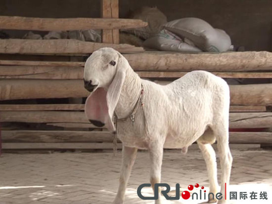 新疆再现天价羊 一只具阿富汗血统羊被卖出1200万(组图)