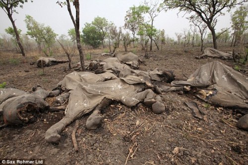 喀麦隆国家公园近千大象被剔象牙惨死林区(组图)