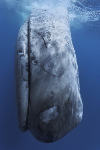 印度洋斯里兰卡一头蓝鲸遭轮船撞击身体断裂死亡(组图)