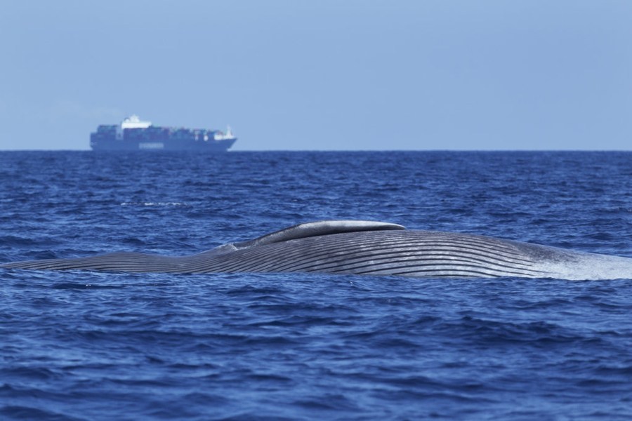 印度洋斯里兰卡一头蓝鲸遭轮船撞击身体断裂死亡(组图)