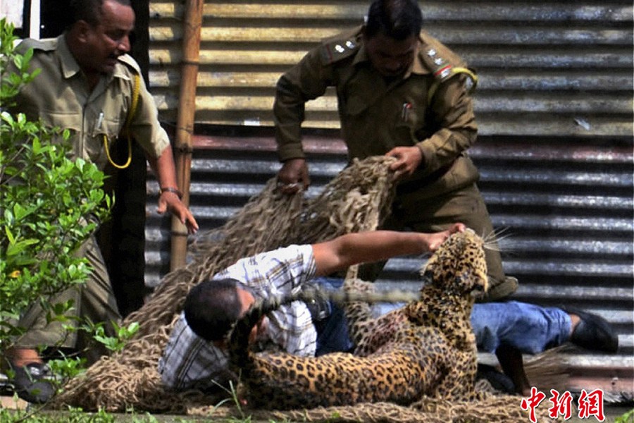 雄性成年花豹闯入印度石油公司总部 导致13人受伤(组图)