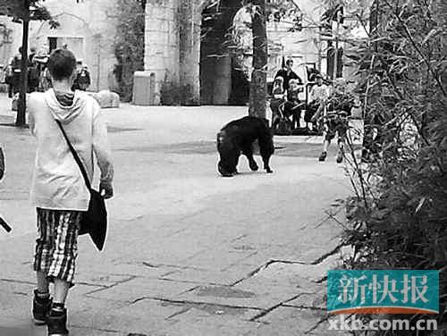 德国动物园上演《猩球大战》 5只猩猩协力逃出(图)