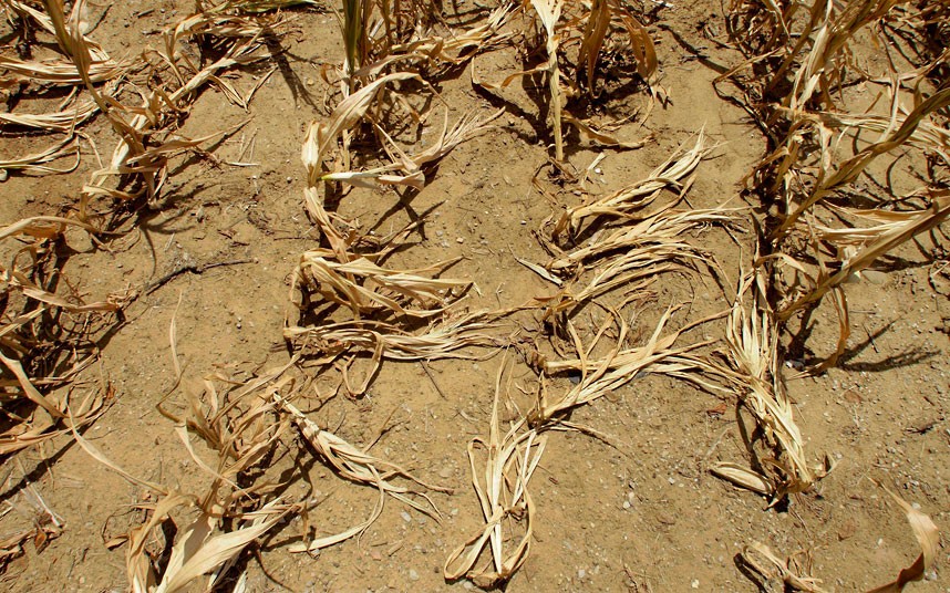直击：美国遭遇半个多世纪以来最严重的干旱(高清组图)