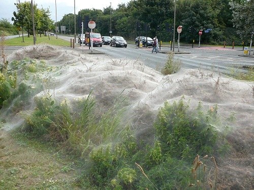 数千毛毛虫结6米长巨网 躲在里面大嚼植物(组图)