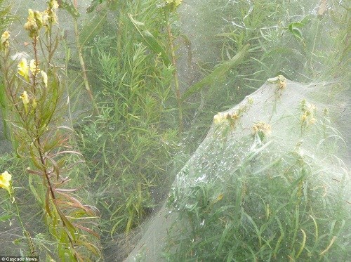 数千毛毛虫结6米长巨网 躲在里面大嚼植物(组图)