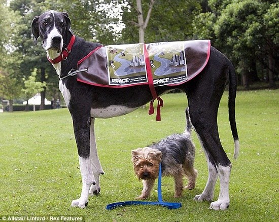 英国一大丹犬获“世界最高雌性犬”称号 身高近1米(组图)