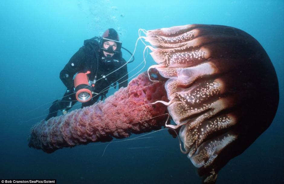 大洋深处罕见巨型生物：水母身长达成人两倍(高清组图)