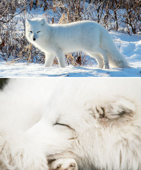 北极十大纯白野生动物:北极狐皮毛具伪装功能(高清组图)