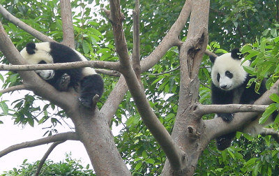 大熊猫2013年3月来多，园方已批准由联邦快递负责运送熊猫及竹粮。 (本报资料照片)</p> <p>