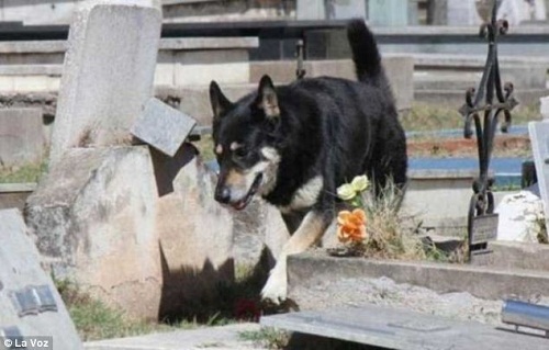 阿根廷感人忠犬自己找到主人的坟墓 在其旁边守护6年(组图)