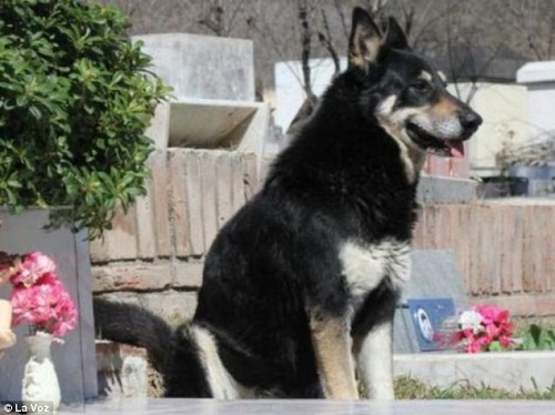 阿根廷感人忠犬自己找到主人的坟墓 在其旁边守护6年(组图)