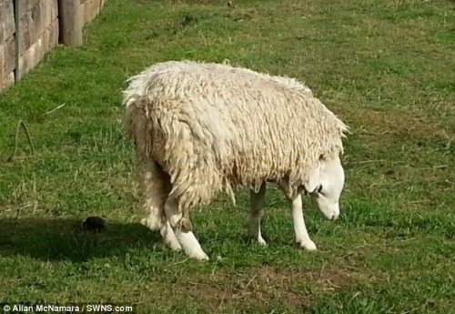 英国出现“羊头倒挂”小羊 脊柱扭曲不影响其正常吃睡(图)