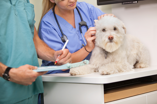 How-To-Become-A-Veterinarian-Assistant
