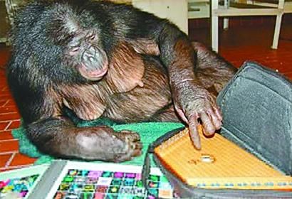 美国天才黑猩猩去世 懂数千单词可与人沟通(图)