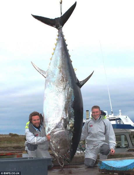 加拿大渔民捕获453公斤巨型金枪鱼 耗时2小时(组图)