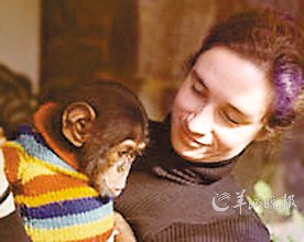 美媒披露惊人科学实验:让黑猩猩从小学“做人”