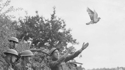 安省彼德堡的杨格，破译68年前的军用信鸽密件。 图为第二次世界大战期间，盟军军人在欧洲前线放飞信鸽。 (CBC)</p> <p>