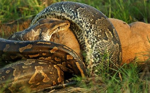 摄影师拍南非巨蟒囫囵吞下整只牛羚 场面骇人(组图)