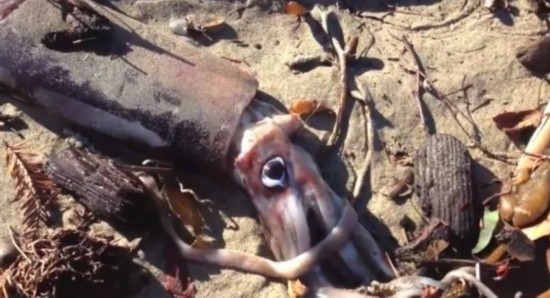 美国加州19公里长的海岸发现数千只乌贼尸体(组图)