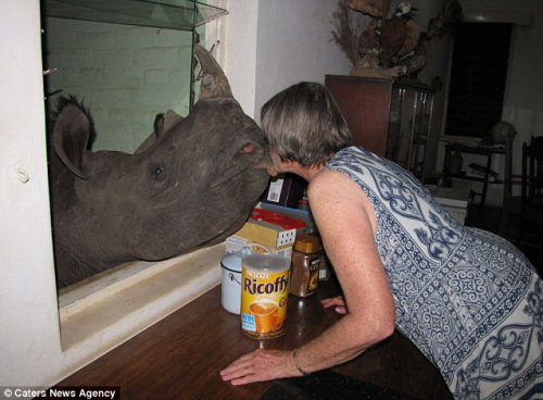 女子饲养重两吨犀牛为宠物 相互亲吻显亲密(组图)