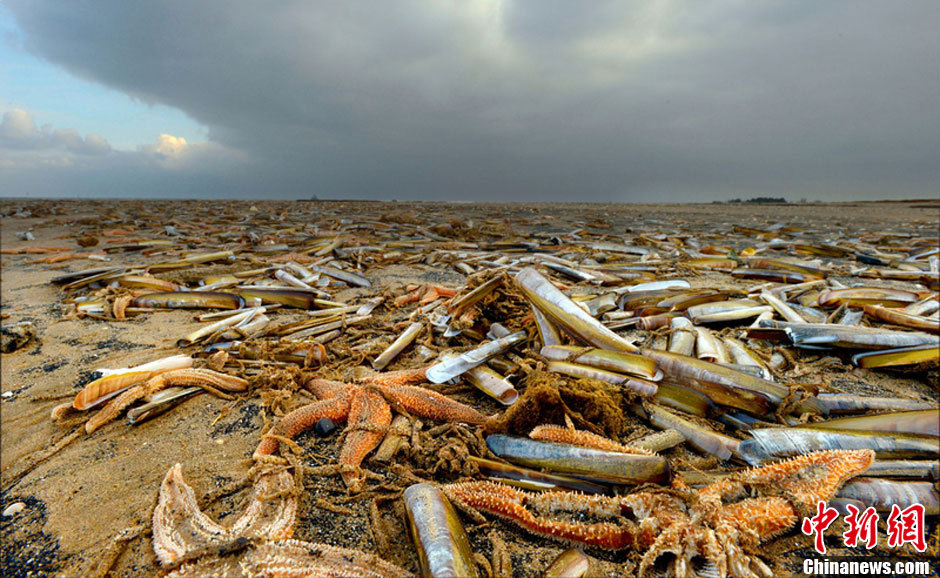 4000只海星搁浅英国海滩 绵延数百米全部死亡(高清组图)