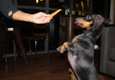 狗主人吃素，宠物犬也跟着过一样的生活。 图为宠物犬梅杰正准备享用主人给的红萝卜。 (加通社)</p> <p>