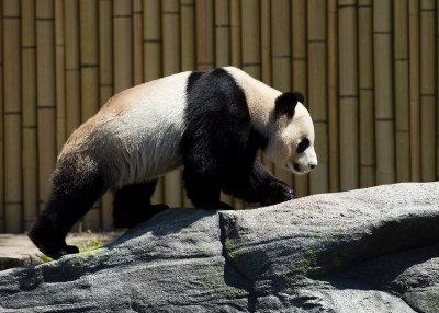 大熊猫被喻为「来自中国最可爱的文化大使」。 (加通社)</p> <p>