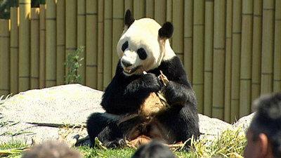 大熊猫大毛正吃着竹子，适应情况良好。 (CBC)</p> <p>