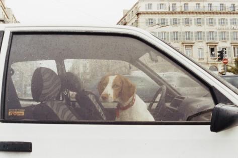 File photo of a dog in a car. GETTY IMAGES/PHOTONICA/Sean De Burca.