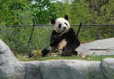 多伦多动物园的大毛入围最受欢迎大熊猫奖。(本报资料照片)</p></p></p></p> <p><p><p><p>