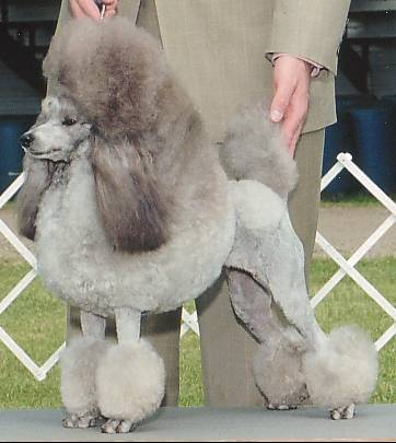 File:Silver Miniature Poodle stacked.jpg