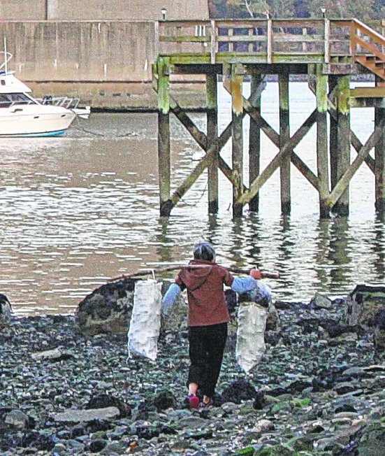 皇后区窄颈大桥下的长岛湾海岸，一名亚裔非法挖贝者在退潮时将贝类装满袋子带走。 (Times Ledger提供)