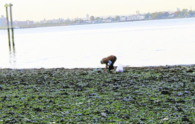 皇后区窄颈大桥下的长岛湾海岸，一名亚裔非法挖贝者在退潮时捡拾贝类。 (Times Ledger提供)