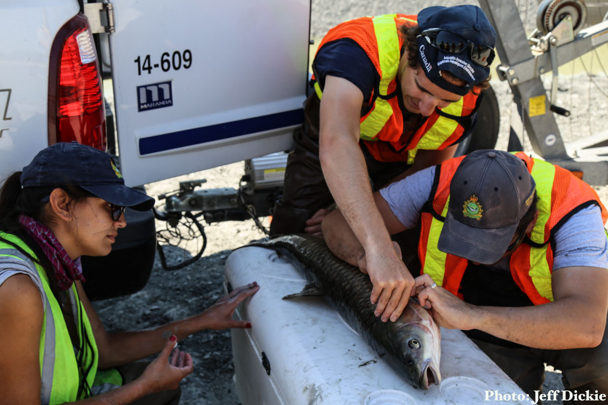 Asian Carp was found in Tommy Thompson Park on July 27, 2015. Photo credit: Jeff Dickie. 