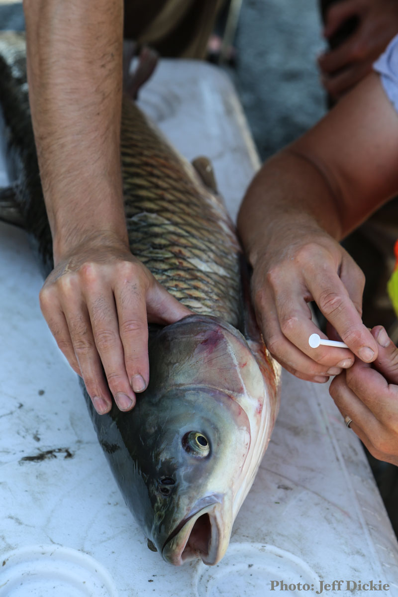 Asian Carp was found in Tommy Thompson Park on July 27, 2015. Photo credit: Jeff Dickie. 