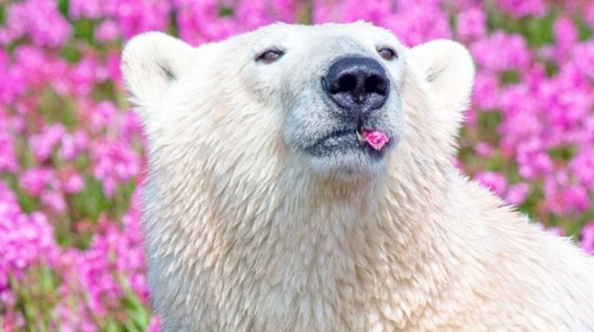摄影师拍下赏花的北极熊，一脸陶醉的模样相当疗愈。 （CTV）