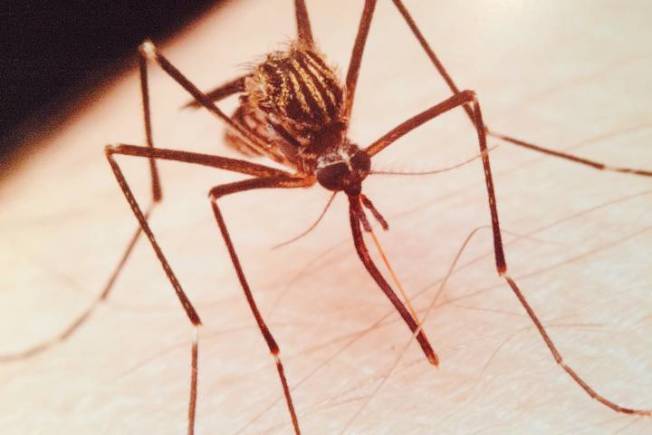 來自亞洲的外侵物種蚊蟲。(CBC)