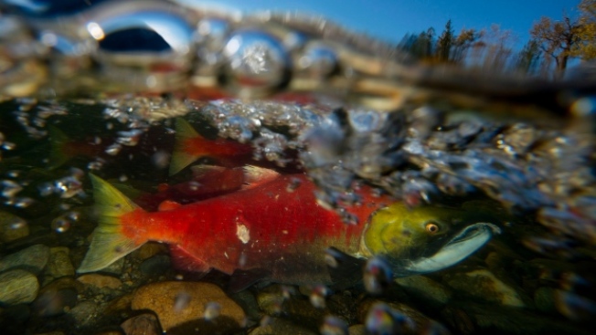 亞當河紅鮭迴游數量今年僅3000條。（加通社）