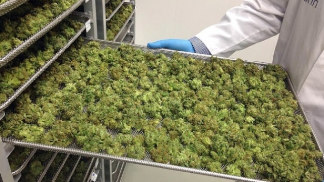 聯邦政府大麻合法化進程未落實，卑詩多家大麻藥店繼續收RCMP禁令。（CTV）