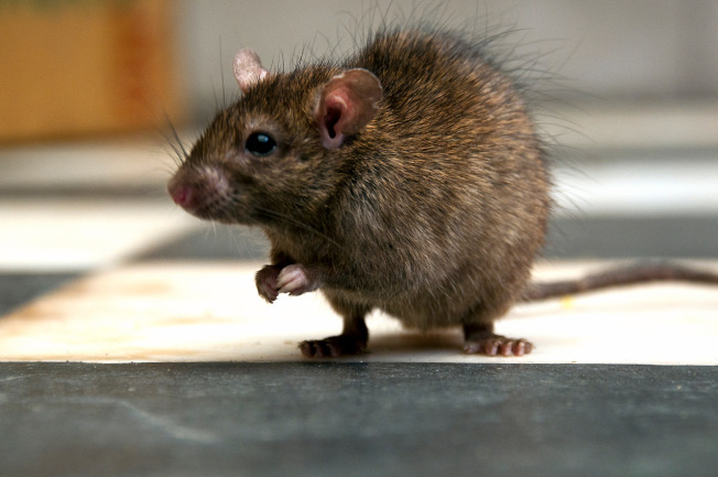 近日传出宠物鼠可能会造成「鼠咬热」。 （Getty Images）
