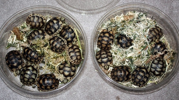 Border agents say a Kai Xu ordered turtles online and would travel to the U.S. to pick them up or ship them to China.