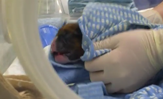 英国夫妇花10万美元克隆去世爱犬,第一只已经出生啦