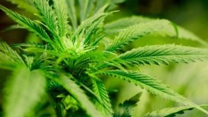 大麻在加拿大是否会合法化