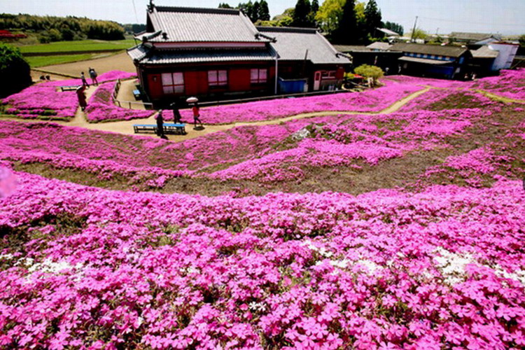 日本老人栽种2000平米芝樱鼓励失明妻子(网页截图)