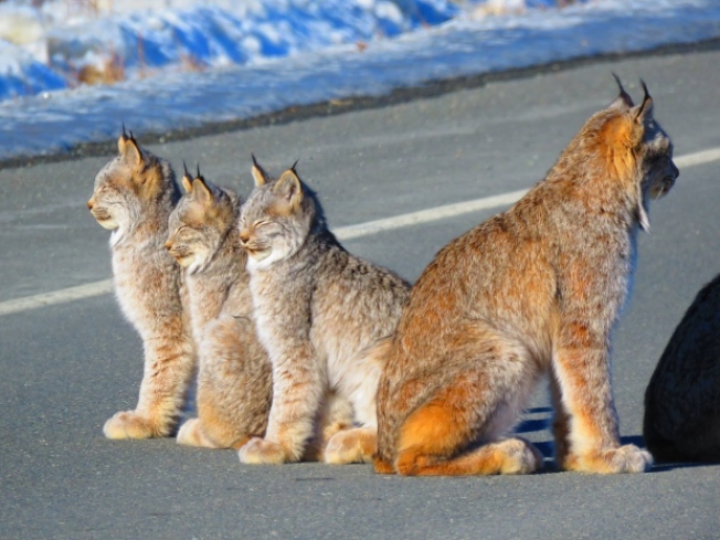 育空地区一群可爱的山猫悠闲在路上晒太阳。（CBC）